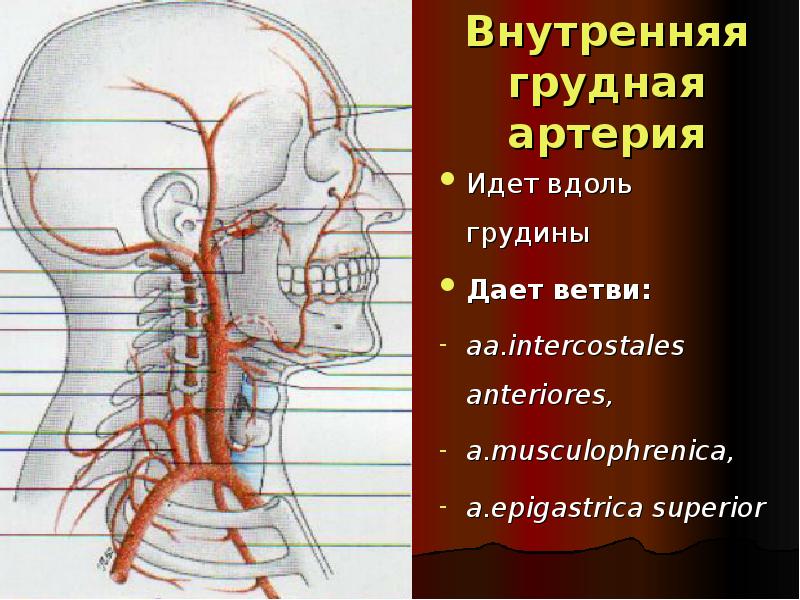 Внутренняя грудная