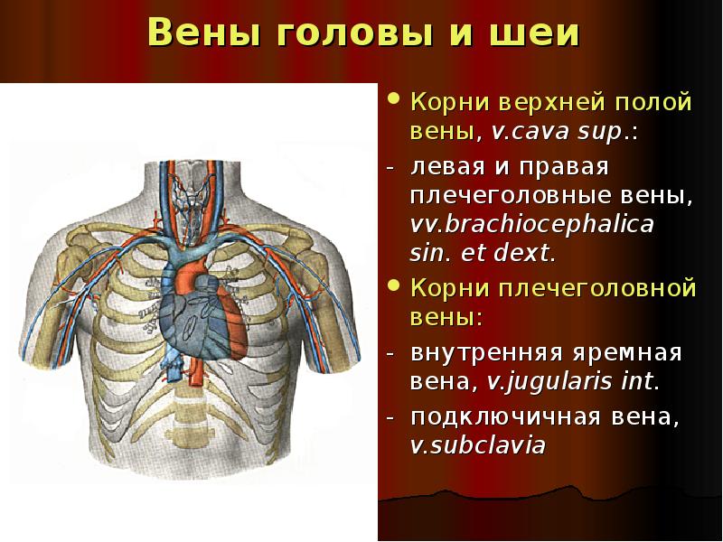 Правая плечеголовная вена