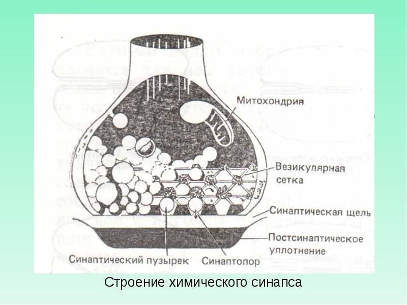 Рассмотрите схему и подпишите названия структурных элементов химического и электрического синапсов