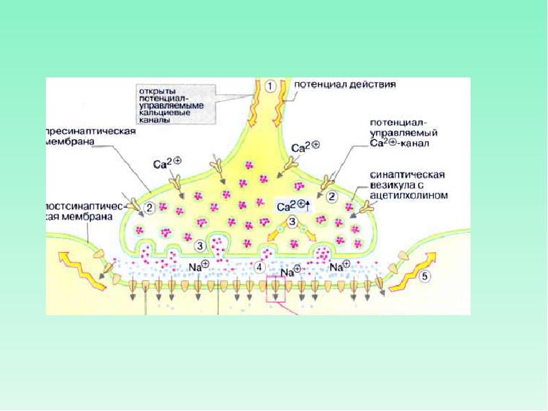 Медиатор нервно мышечного синапса. Механизмы модуляции синаптической передачи возбуждения. Процесс синаптической передачи импульса. Строение синапса кальций. Механизмы синаптической передачи биохимия.