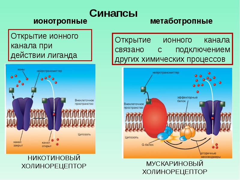 Рецепторы представляют собой. Мускариновые холинорецепторы строение. Ионотропный Рецептор строение. Адренорецепторы метаботропные. Мускариновый ацетилхолиновый Рецептор.