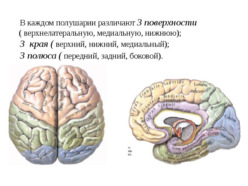 Промежуточный мозг конечный мозг 8 класс презентация