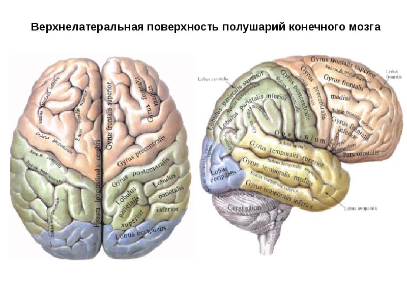 Поверхности коры больших полушарий. Борозды и извилины головного мозга. Верхнелатеральная поверхность конечного мозга. Извилины коры больших полушарий.