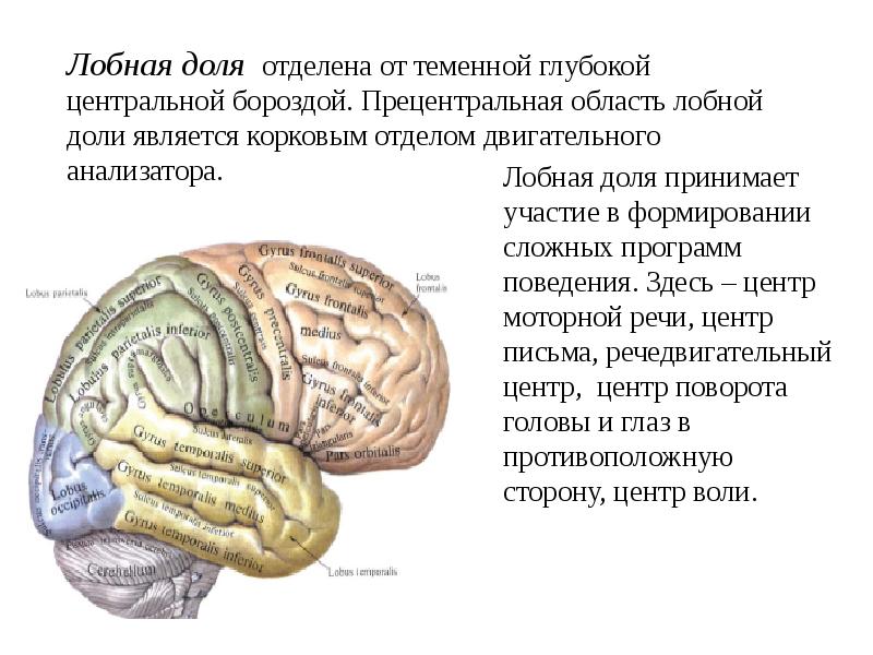Зоны мозга лобная. Корковые анализаторы лобной доли. Роль лобных долей головного мозга. Функции лобной доли головного мозга.