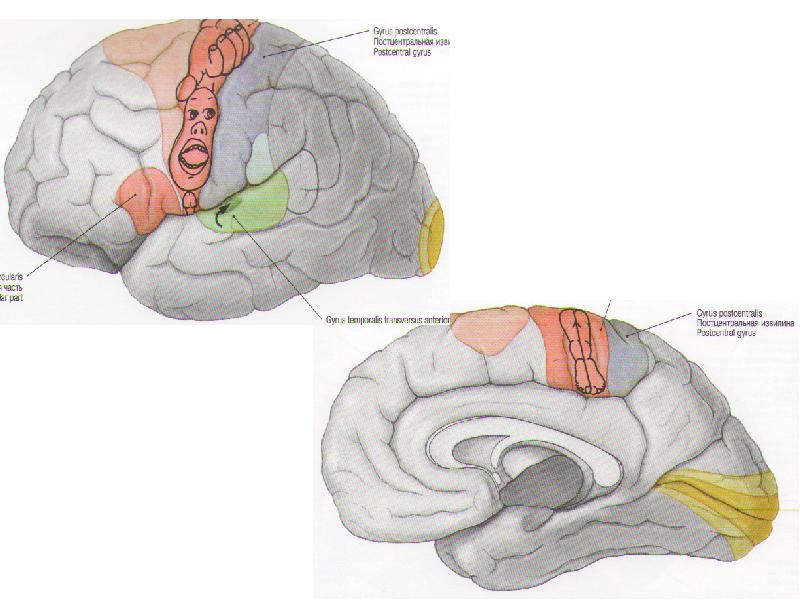 Коленчатые тела мозга. Метаталамус. Метаталамус, или коленчатые тела. Наружное коленчатое тело. Какие структуры относятся к метаталамусу.