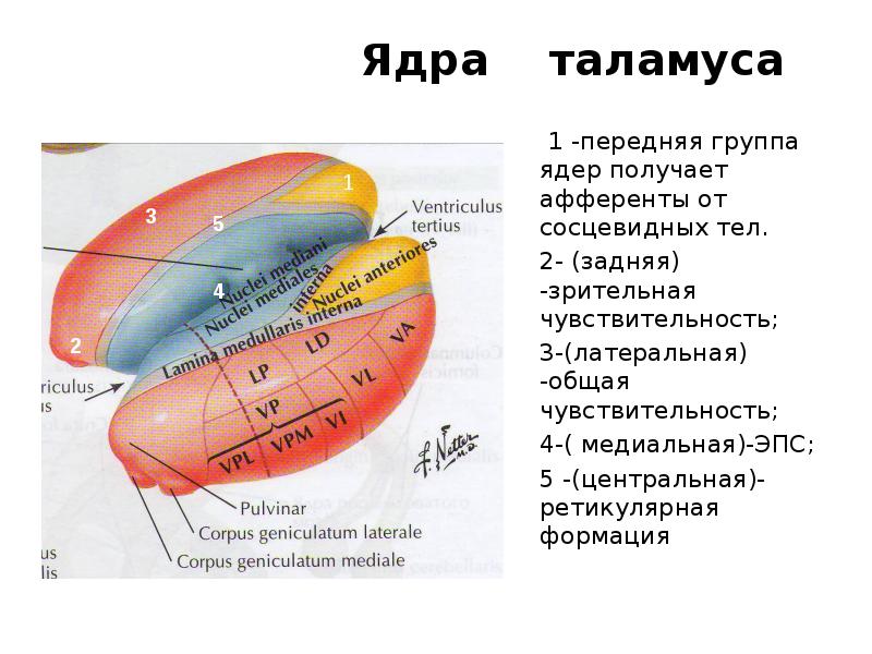 1 6 4 ядро