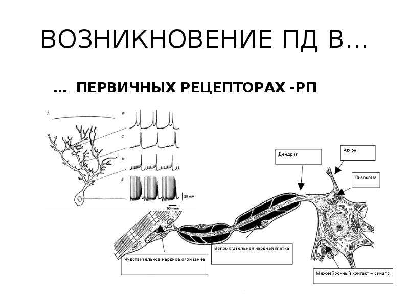 Возбуждение рецепторов