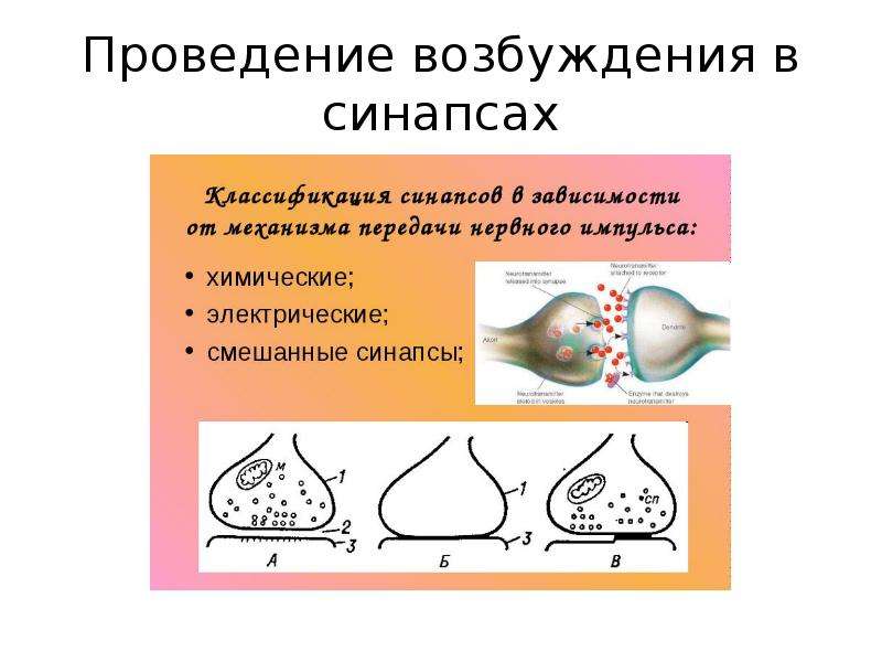 Возбуждение синапсов. Механизм проведения возбуждения в химических синапсах. Проведение возбуждения в синапсах. Электрический синапс механизм. Этапы передачи возбуждения в химических синапсах ЦНС.