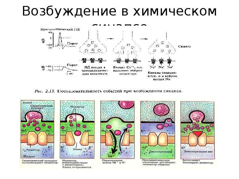 Схему развития внутреннего торможения в результате неподкрепления и отставания подкрепления