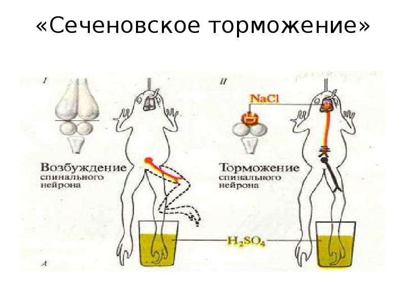 Возбуждение и торможение. Схема Сеченовского торможения. Возбуждение и торможение в нервной системе. Возбуждение и торможение в ЦНС.