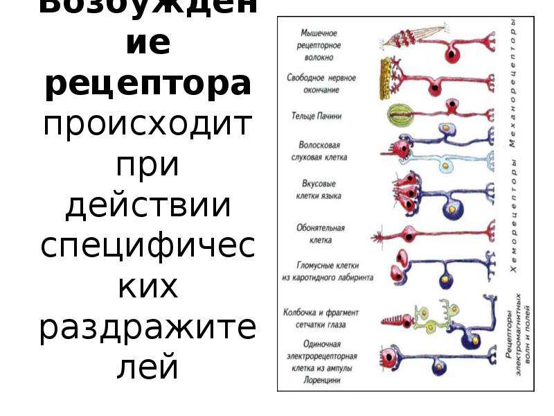 Схему развития внутреннего торможения в результате неподкрепления и отставания подкрепления