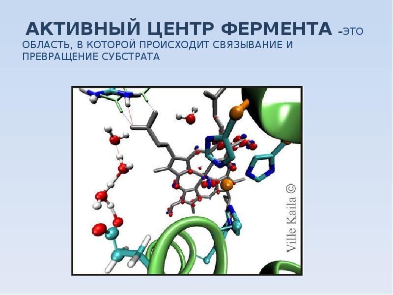 Активный центр фермента. Характеристика активного центра ферментов. Функция активного центра фермента. Формирование активного центра ферментов. Активный центр фермента состоит из.