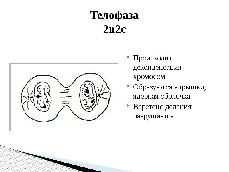 Хромосомные наборы телофазы. Телофаза 2n2c. Что происходит в телофазе. Телофаза рисунок. Телофаза 2.