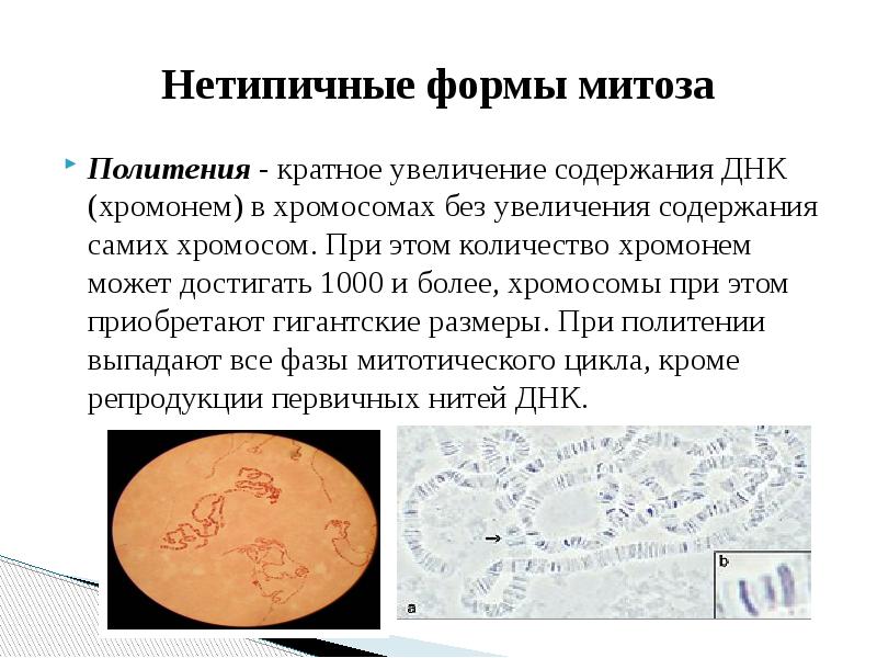 Кратное увеличение числа. Нетипичные формы митоза. Нетипичные формы митоза. Полиплоидия и политения.. Политения. Нетипичные виды митоза.