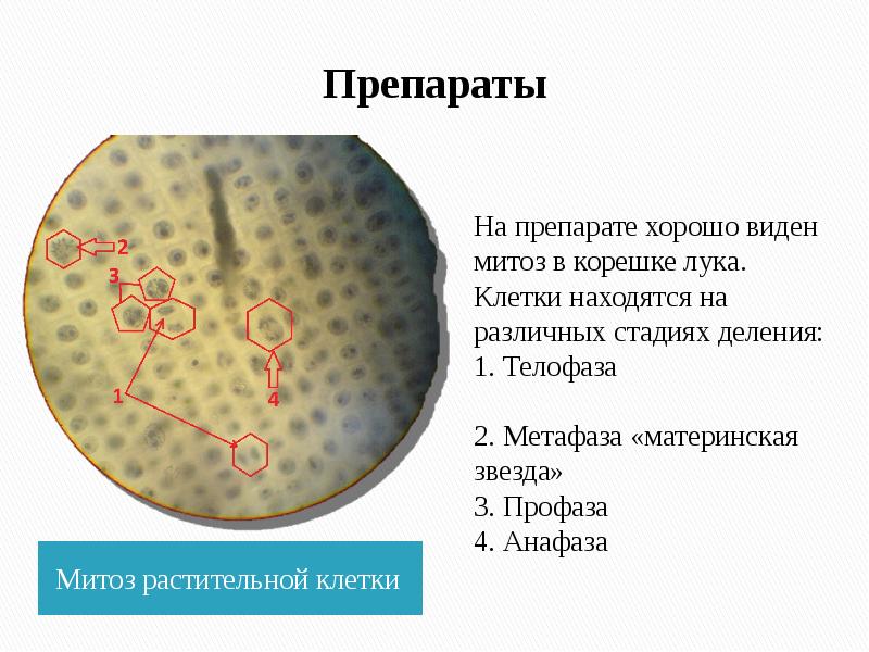 Клетка препараты. Митоз в растительных клетках корешка лука препарат. Митоз в растительной клетке препарат. Митоз растительной клетки гистология. Митоз в растительной клетке препарат корешок лука гистология.