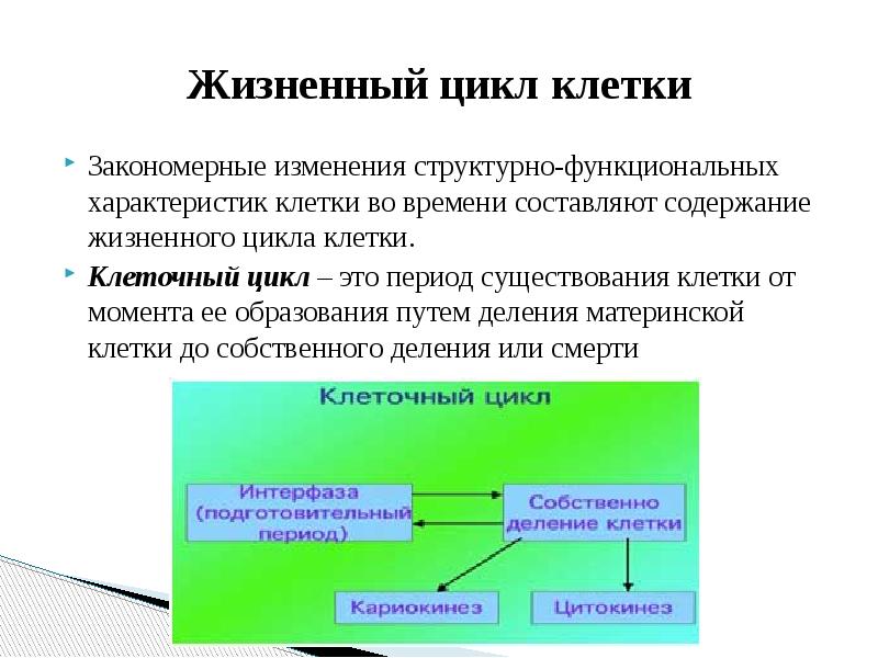 Жизненный цикл клетки презентация