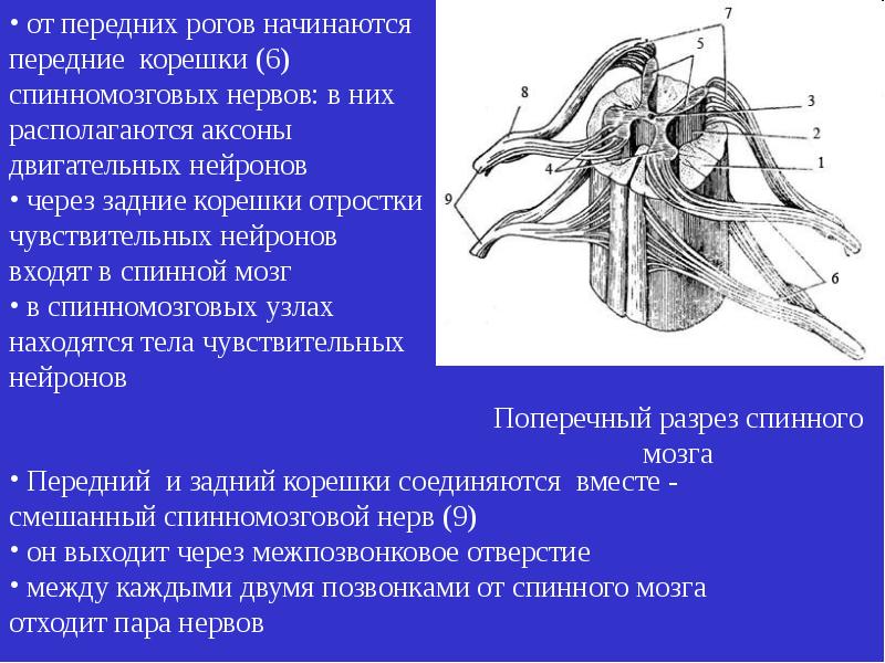 Спинномозговые корешки. Задние корешки спинномозговые нервы. Передние корешки спинномозгового нерва. Передние корешки спинномозговые нервы. Аксоны передних Корешков спинного мозга.