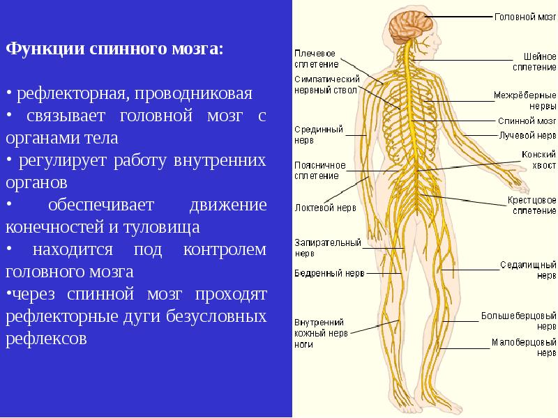 Как нервная система регулирует органы. Спинной мозг человека строение и функции таблица. ЦНС И спинной мозг таблица. Спинной мозг мозг функции. Сплетения спинномозговых нервов.
