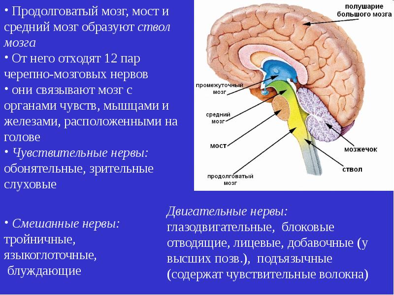 В каком отделе мозга находится центр слуха. Отделы головного мозга продолговатый промежуточный. Отделы головного мозга нервные центры защитные рефлексы. Центры защиты рефлексов продолговатого мозга. Отделы структура и функции головного мозга.