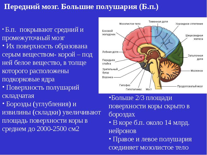 Промежуточный отдел функции. Продолговатый мозг мост мозжечок средний мозг передний мозг человека. Передний мозг промежуточный строение и функции. Промежуточный мозг и большие полушария. Строение полушарий переднего мозга.