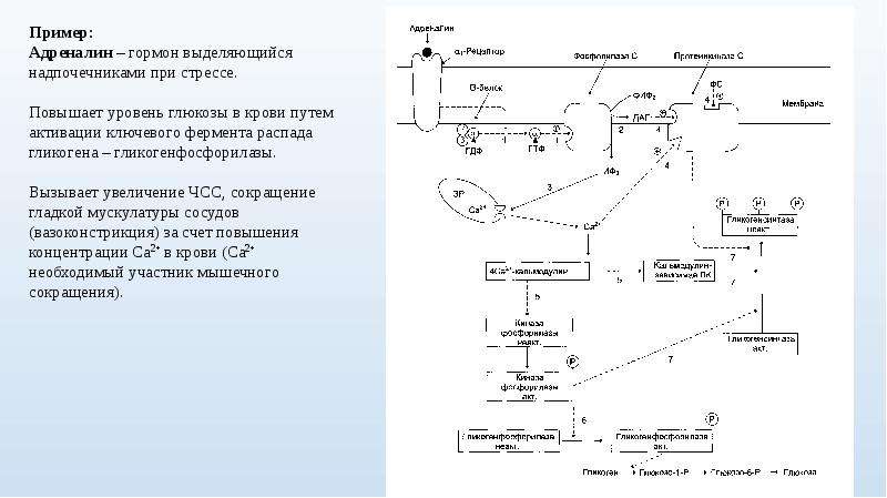 Механизмы передачи гормональных сигналов. Передача гормонального сигнала биохимия. Механизмы передачи гормонального сигнала. Способы передачи гормонов. Передача гормонального сигнала в клетку..