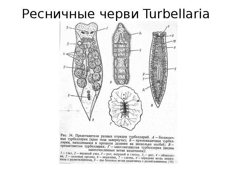 Плоские черви контрольная работа