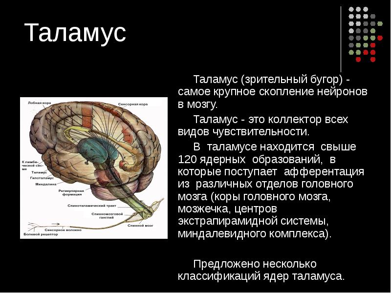 Таламус и гипоталамус какой отдел мозга. Структуры головного мозга таламус. Функции таламуса промежуточного мозга. Таламус анатомия. Зрительные Бугры головного мозга.
