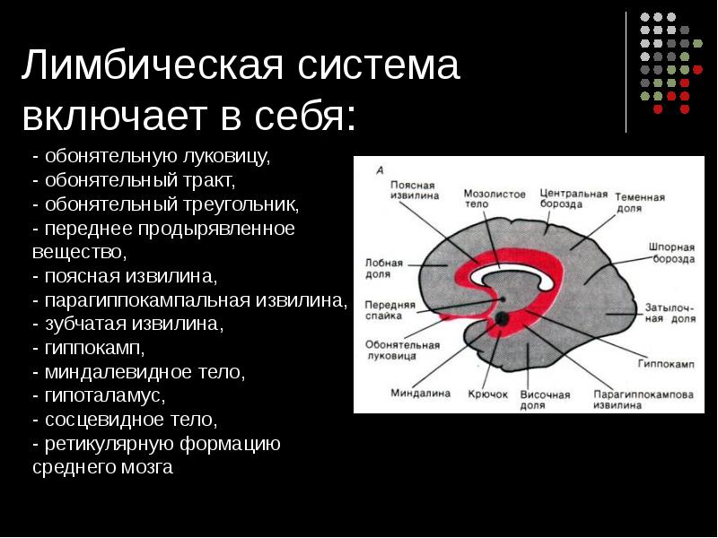 Схема лимбическая система