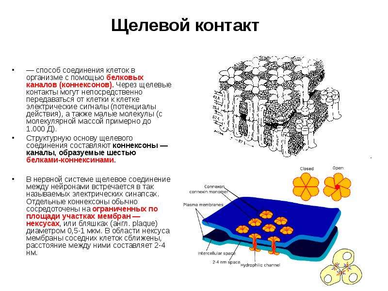 Соединяет клетки