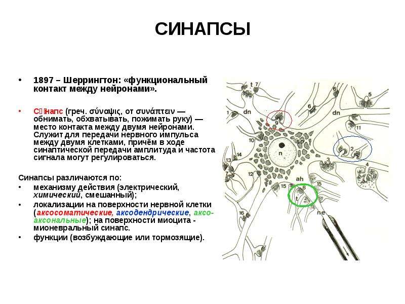 Нервный синапс функции