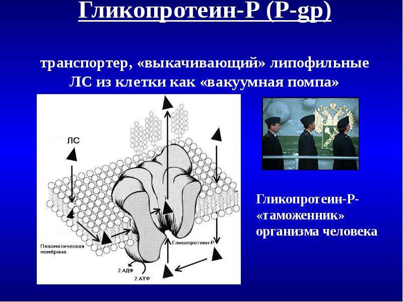 Введение в клиническую фармакологию презентация