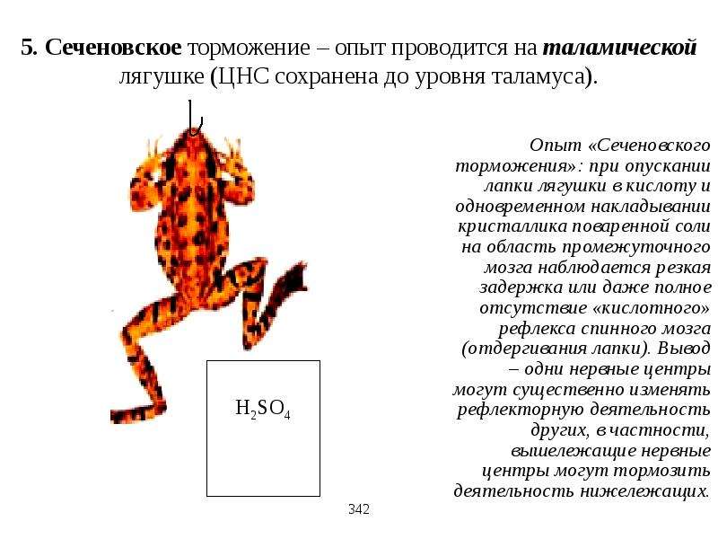 Рефлексы у лягушки. Опыт Сеченова торможение. Схема Сеченовского торможения. Торможение рефлексов опыт Сеченова. Опыт Сеченова торможение в ЦНС.