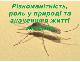 Комахи. різноманітність