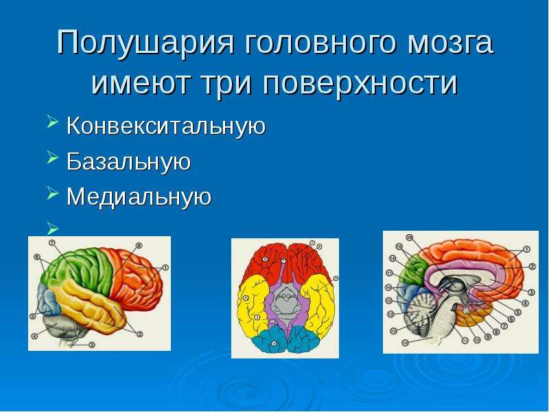 Поверхность головного мозга имеет. Конвекситальные отделы мозга. Конвекситальная поверхность головного мозга. Конвекситальная поверхность мозга это. Три полушария мозга.