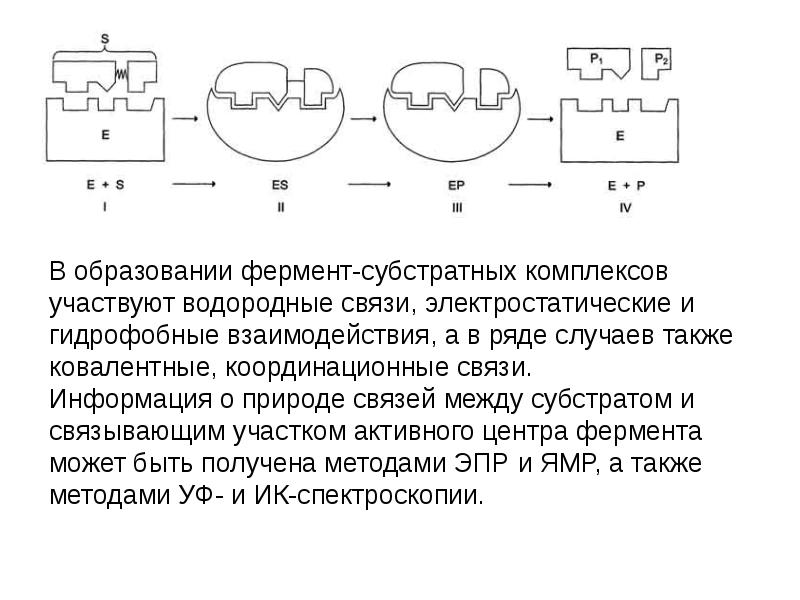 Схема образования комплекса фермент вещество