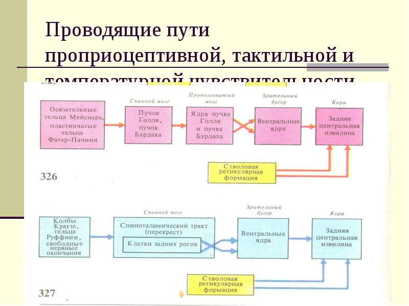 Схема проприоцептивного анализатора