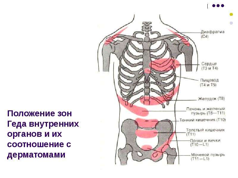 Соматосенсорный анализатор общий план строения и функции проводящие пути