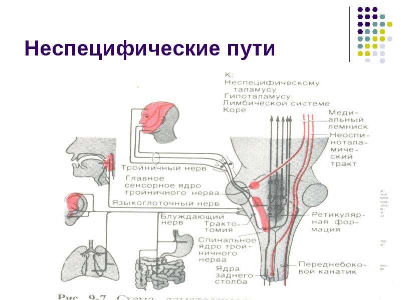 Соматосенсорный анализатор общий план строения и функции проводящие пути