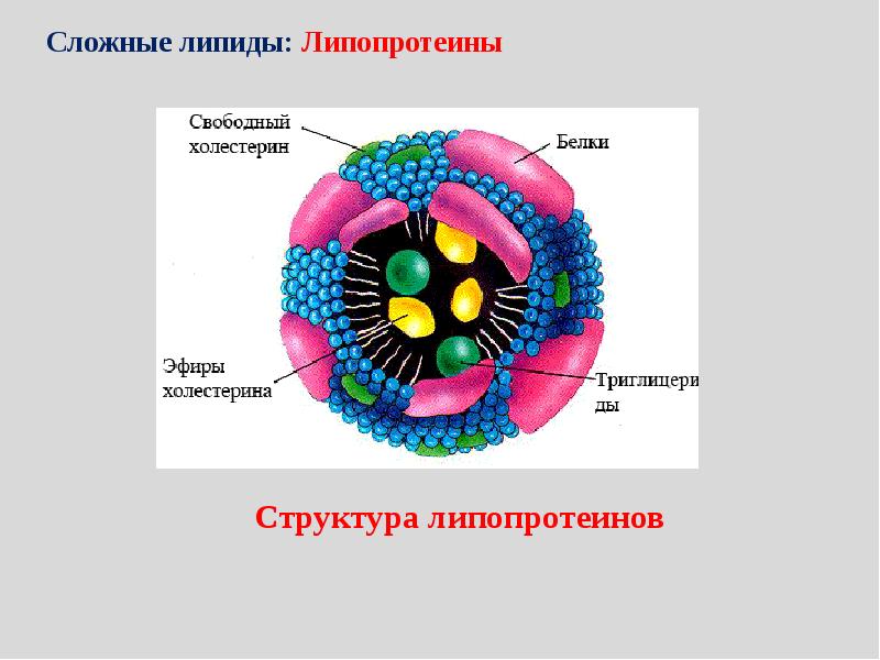 Биологическое окисление биохимия презентация