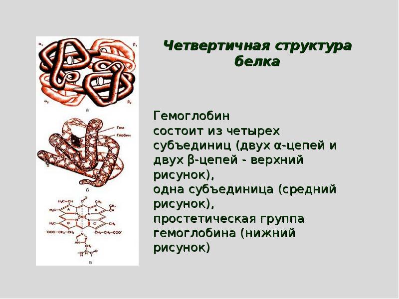 Биологическое окисление биохимия презентация