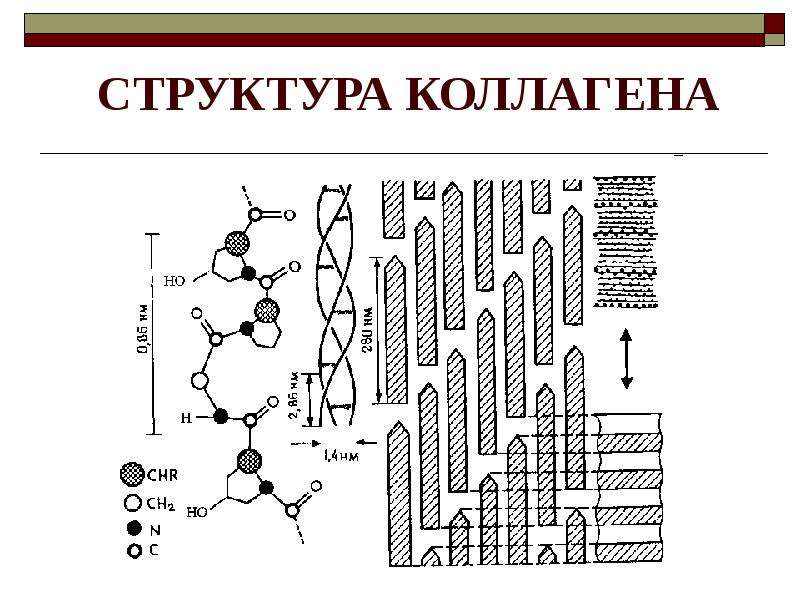 Состав коллагена. Надмолекулярная структура коллагена. Коллаген струткру абелка. Пространственная структура коллагена. Первичная структура коллагена.