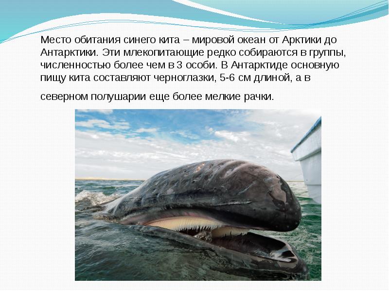 Где живет кит русский язык 1 класс. Синий кит среда обитания. Обитания скатообразных. Место обитания китообразных. Киты место обитания.