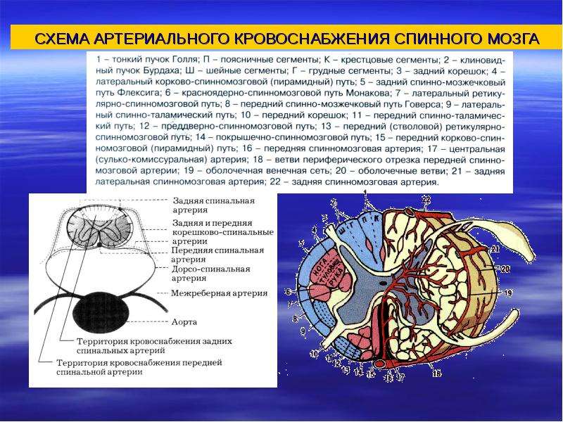 Покрышечно спинномозговой путь схема