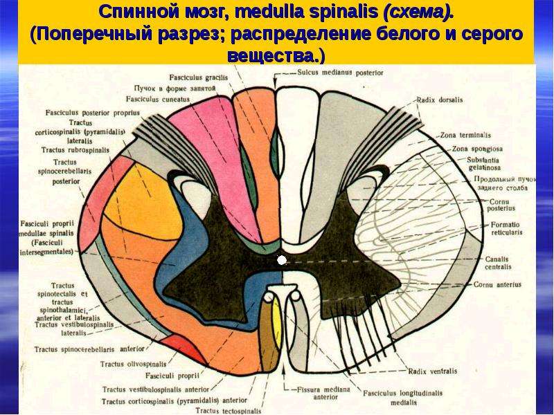 Фото спинного мозга человека в разрезе