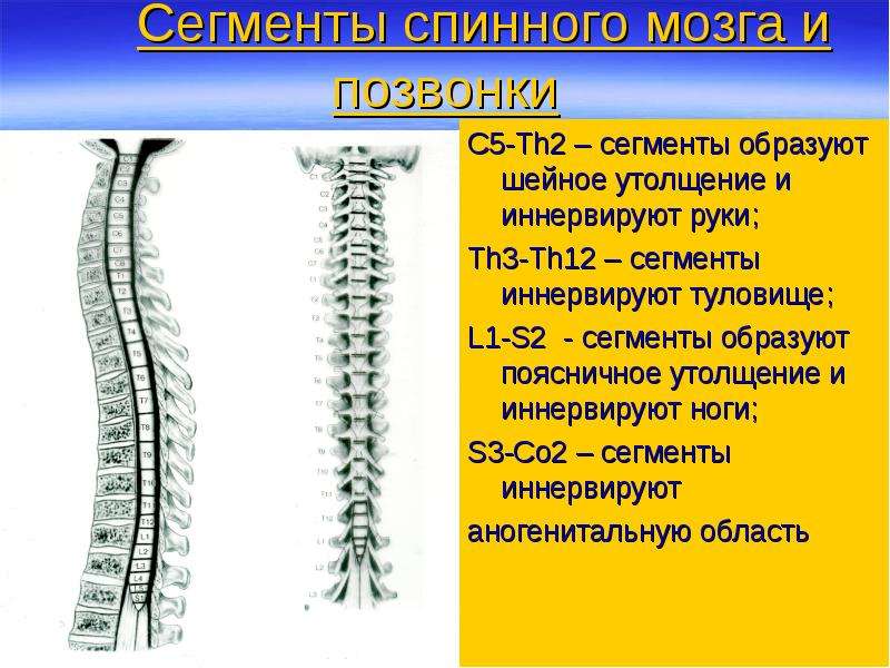 Утолщения спинного мозга. Сегменты s1 s2 спинного мозга. Шейное утолщение спинного мозга сегменты. Верхнешейные сегменты спинного мозга. Сегменты s2 s3 спинного мозга-.