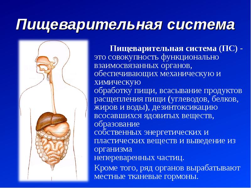 Пищеварительный белок