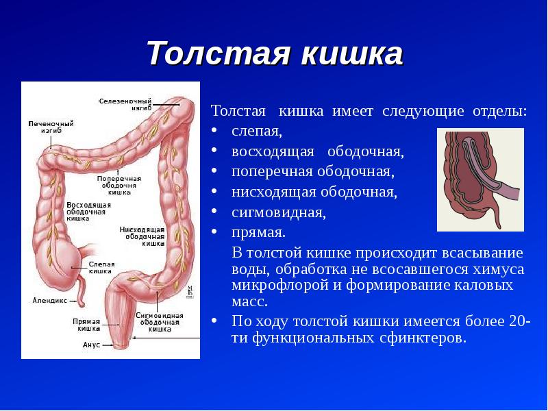 Отделы ободочной кишки