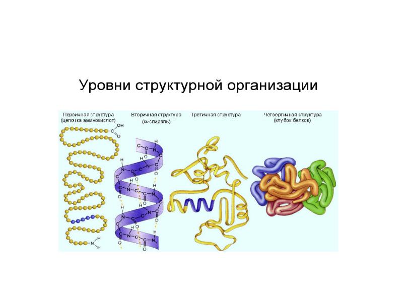 Информация о структуре белка