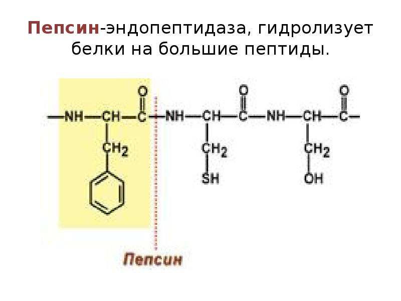 Гидролиз белков пепсином