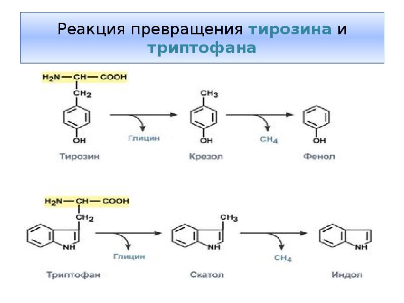 Реакции превращения примеры. Тирозин HCL реакция. Реакция триптофана с тирозином. Триптофана, фенилаланина, тирозина формула.